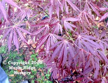 Acer palmatum 'Crimson Carole' - mapleridgenursery